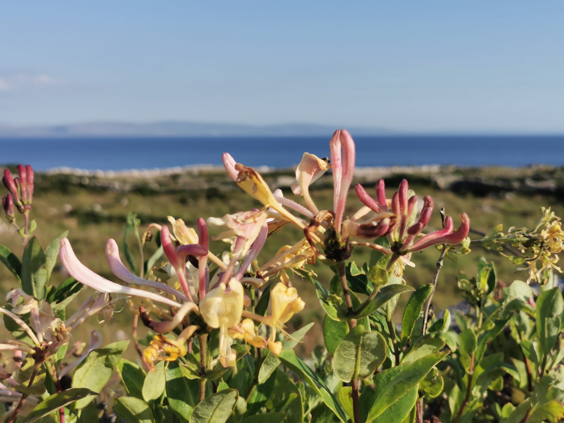Lonicera periclymenum