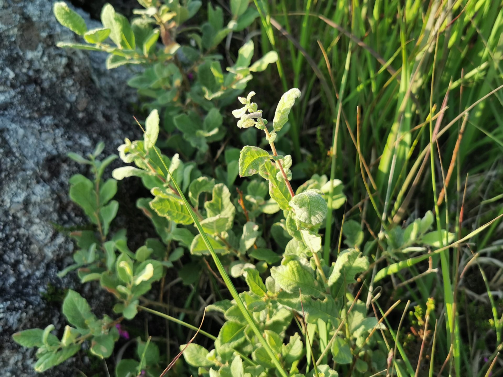 Salix aurita