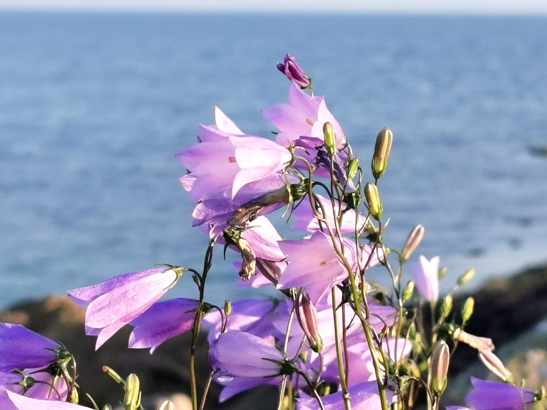 Campanula rotundifolia