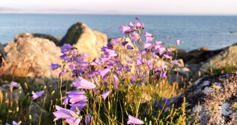  An Méaracán Gorm Campanula rotundifolia