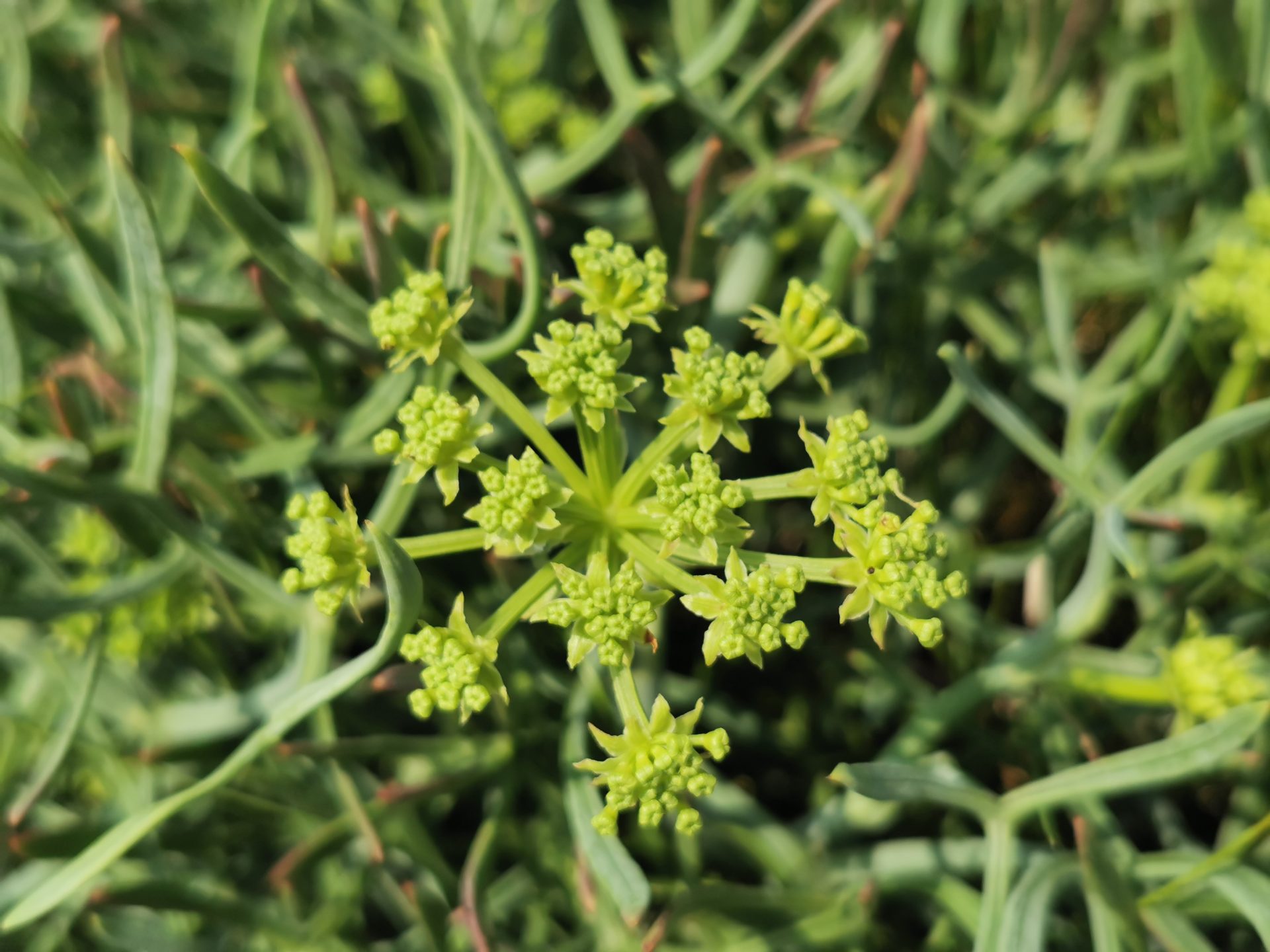 Crithmum Maritimum