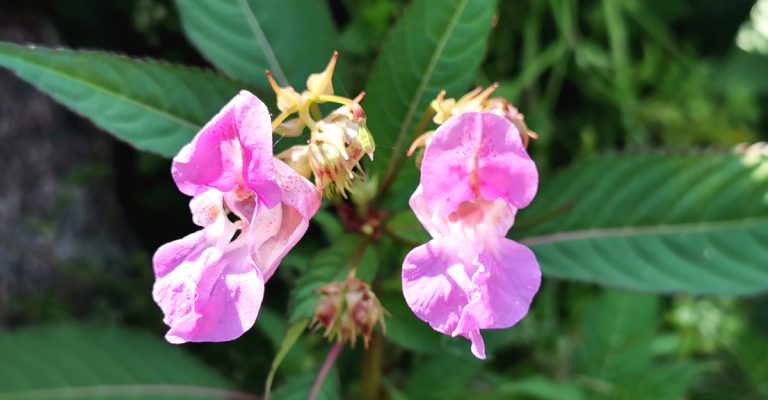  Lus na Pléisce Impatiens glandulifera