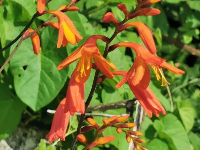 Crocosmia x crocosmiiflora