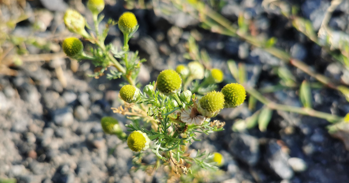 Matricaria discoidea