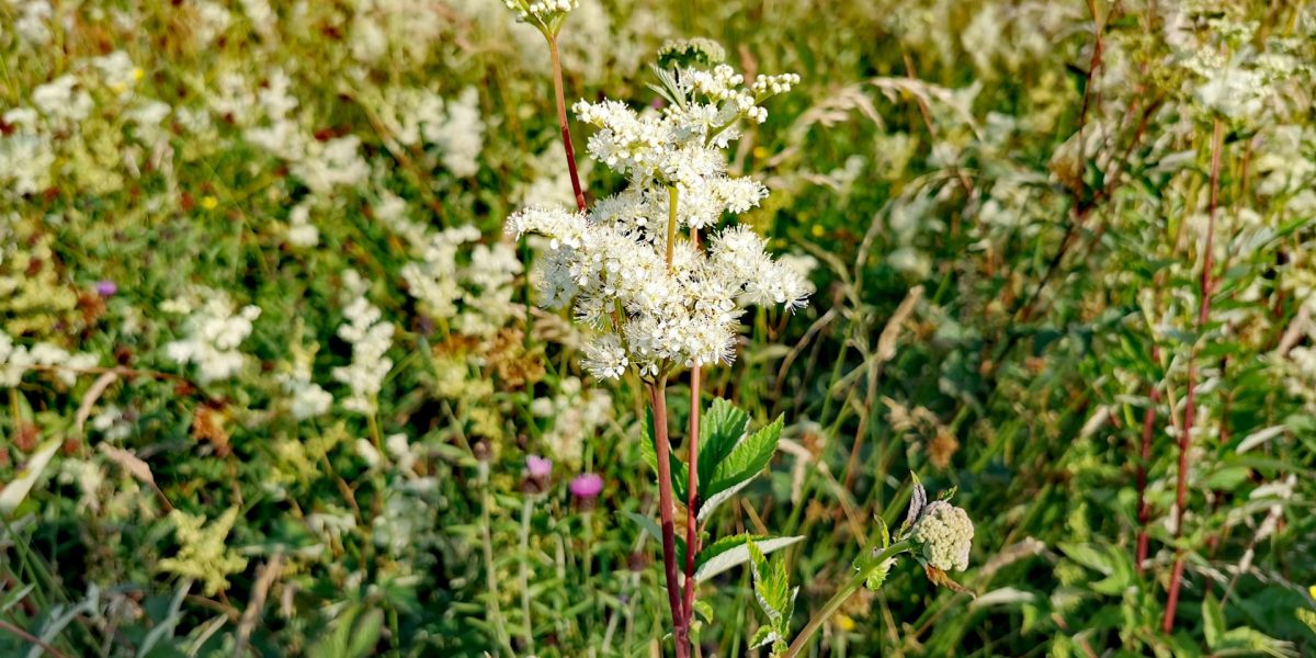 Filipendula ulmaria