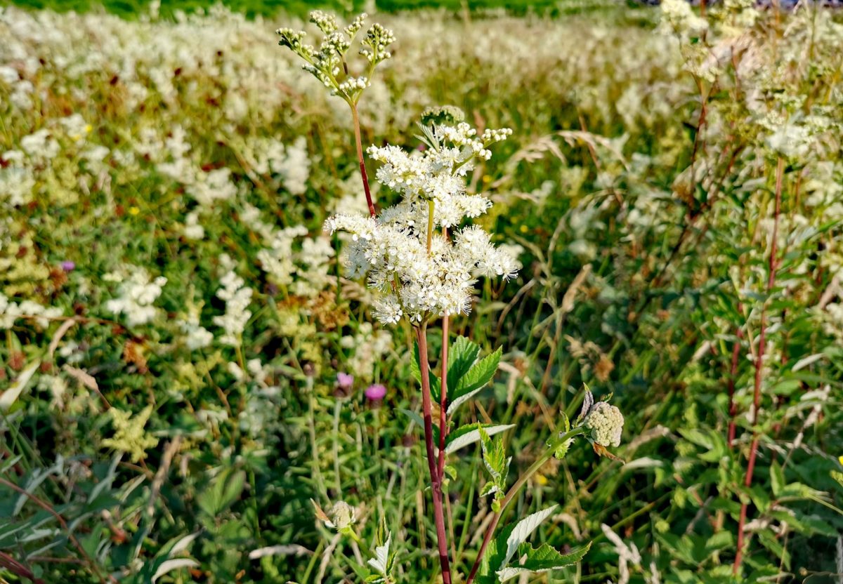 Filipendula ulmaria