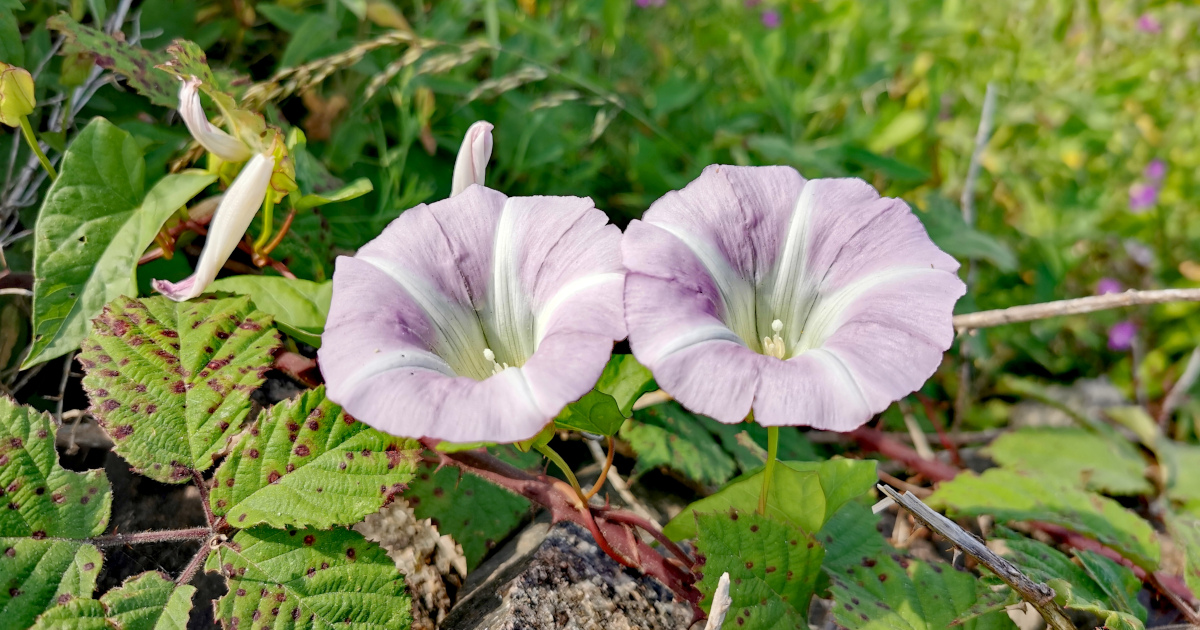 Calystegia sepium