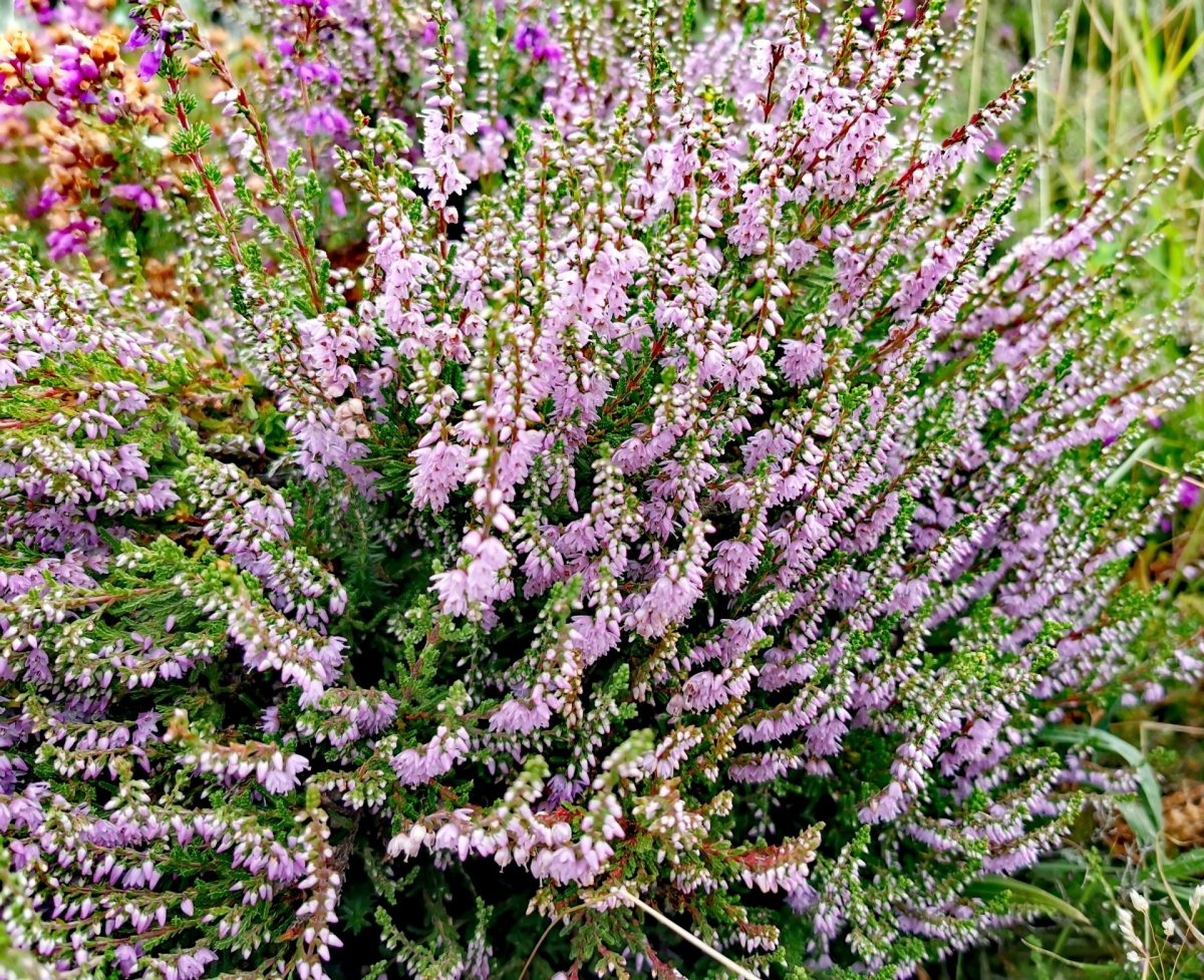 Calluna vulgaris