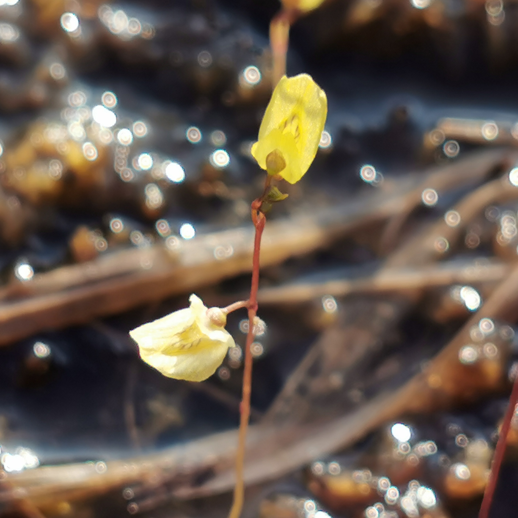 Utricularia minor