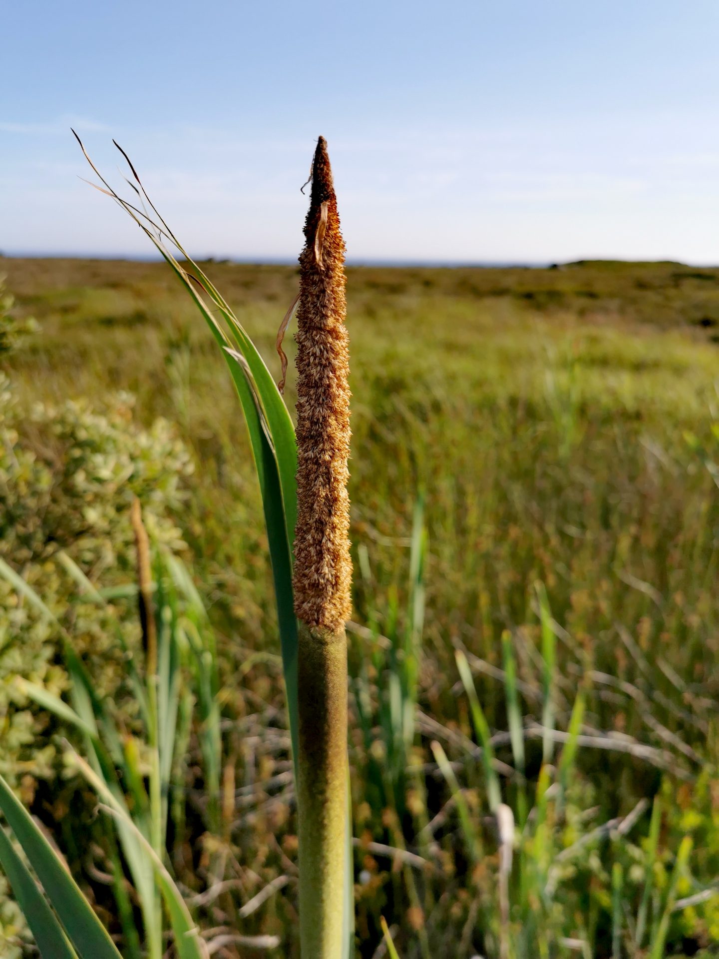 Typha latifolia