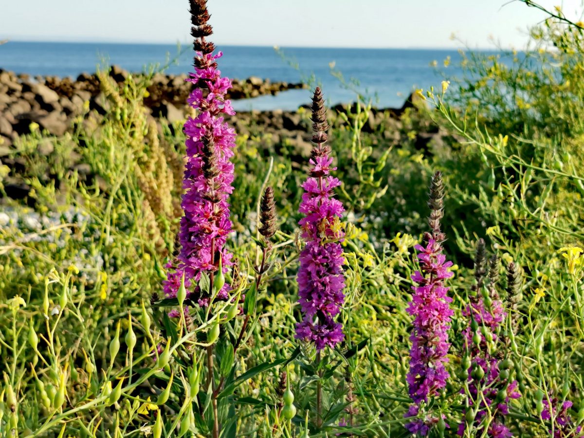 Lythrum salicaria