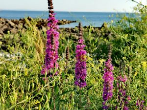 Lythrum salicaria