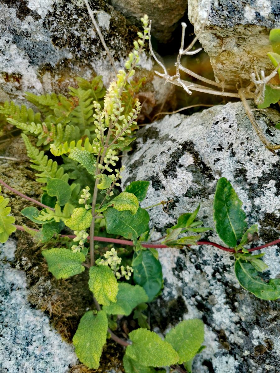 Teucrium scorodonia