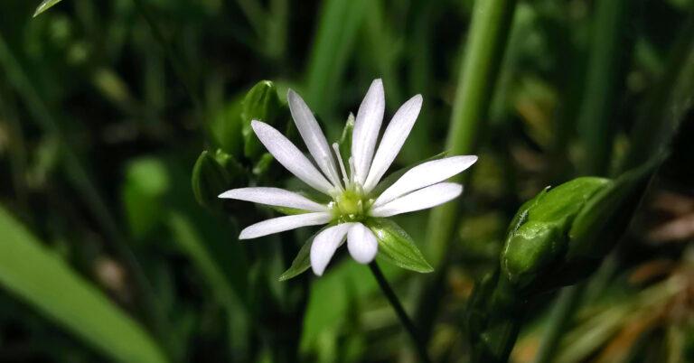  An Tursarraing Bheag Stellaria graminea