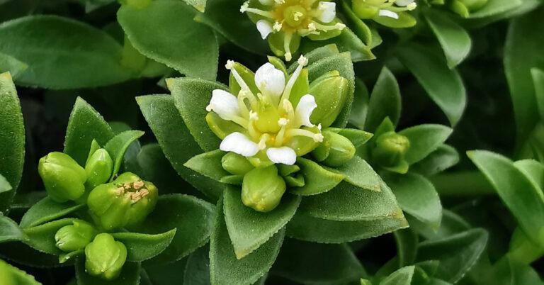 An Gaineamhlus Mara Honckenya peploides