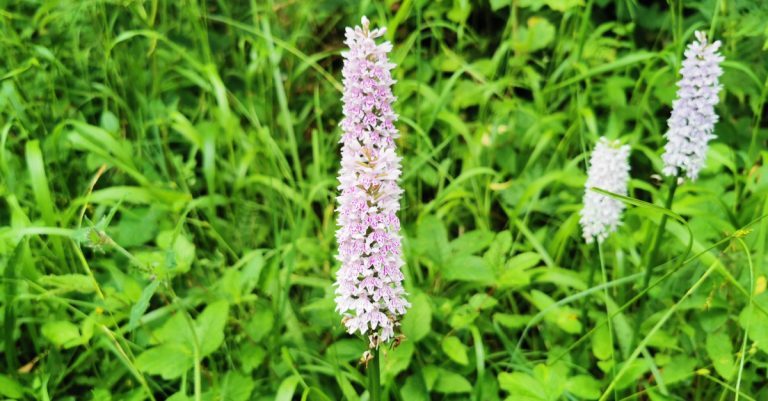  An Nuacht Bhallach Dactylorhiza fuchsii