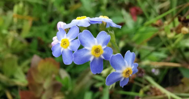  An Ceotharnach Uisce Myosotis scorpioides