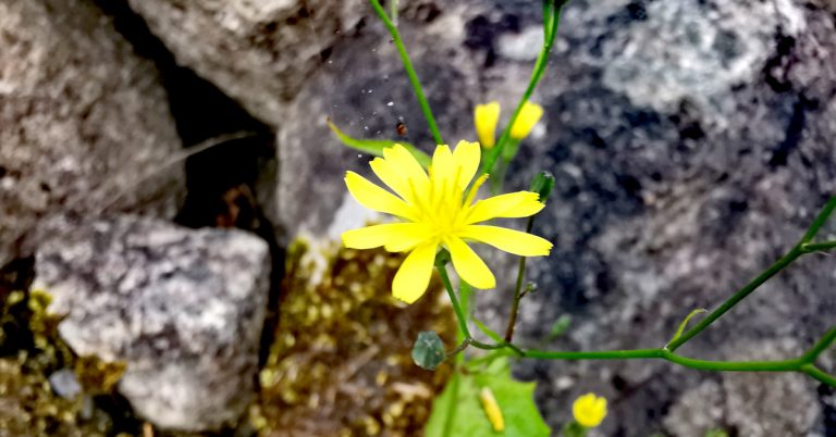  Duilleog Bhríde Lapsana communis