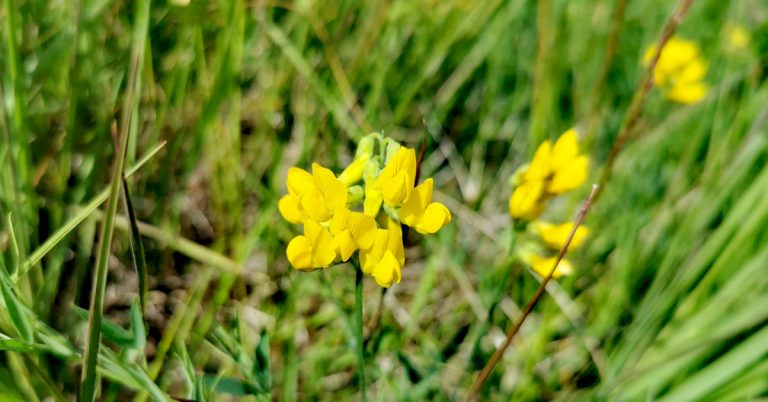  An Peasairín Buí Lathyrus pratensis