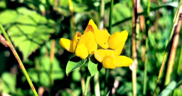 An Crobh Éin Corraigh Lotus pedunculatus