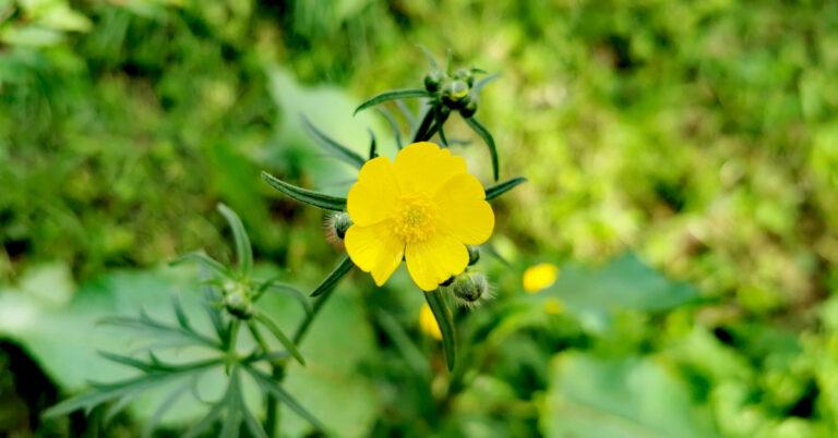  An Fearbán Féir Ranunculus acris