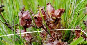 Read more about the article Lus an Ghiolla