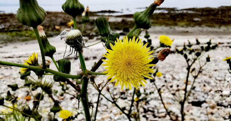  An Bleachtán Colgach Sonchus asper