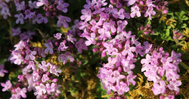  Tím Chreige Thymus drucei