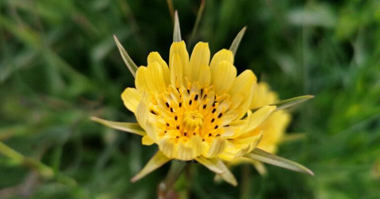  Finidí na Muc Tragopogon pratensis