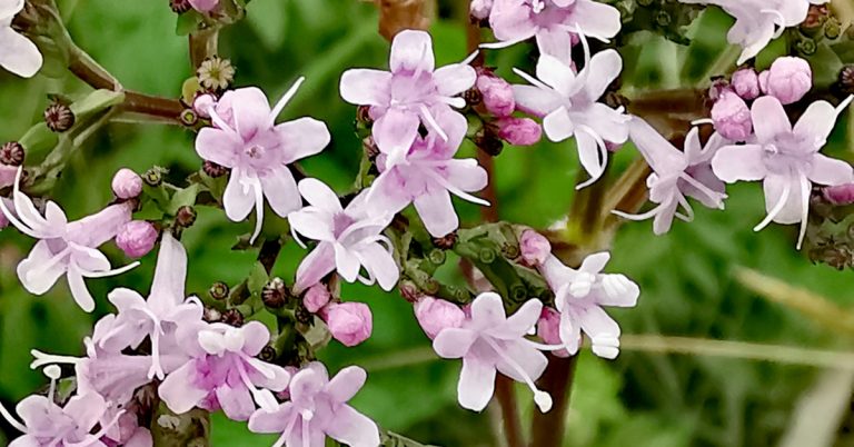  An Caorthann Corraigh Valeriana officinalis