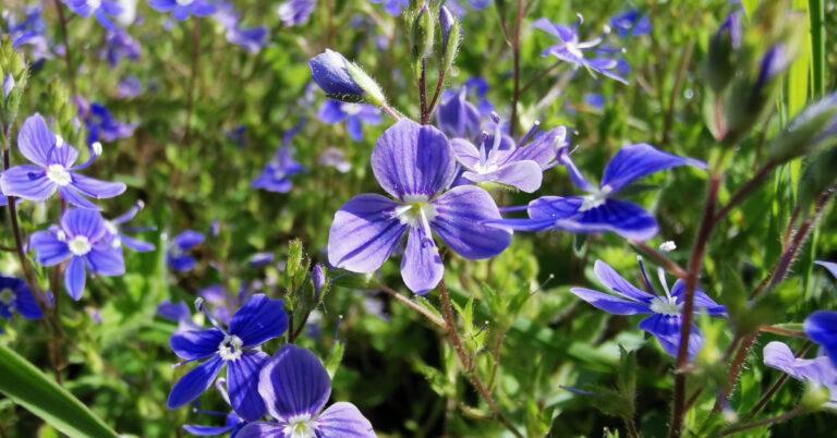  An tAnuallach Veronica chamaedrys