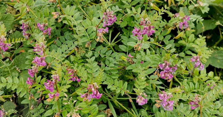  An Pheasair Fhiáin Vicia sepium