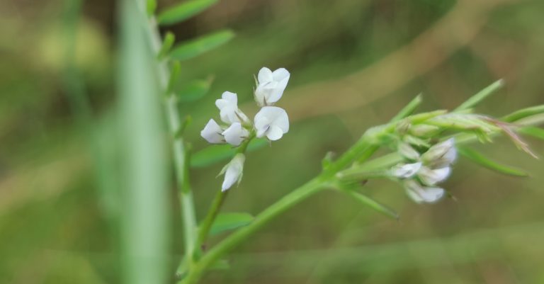  An Pheasair Arbhair Vicia hirsuta