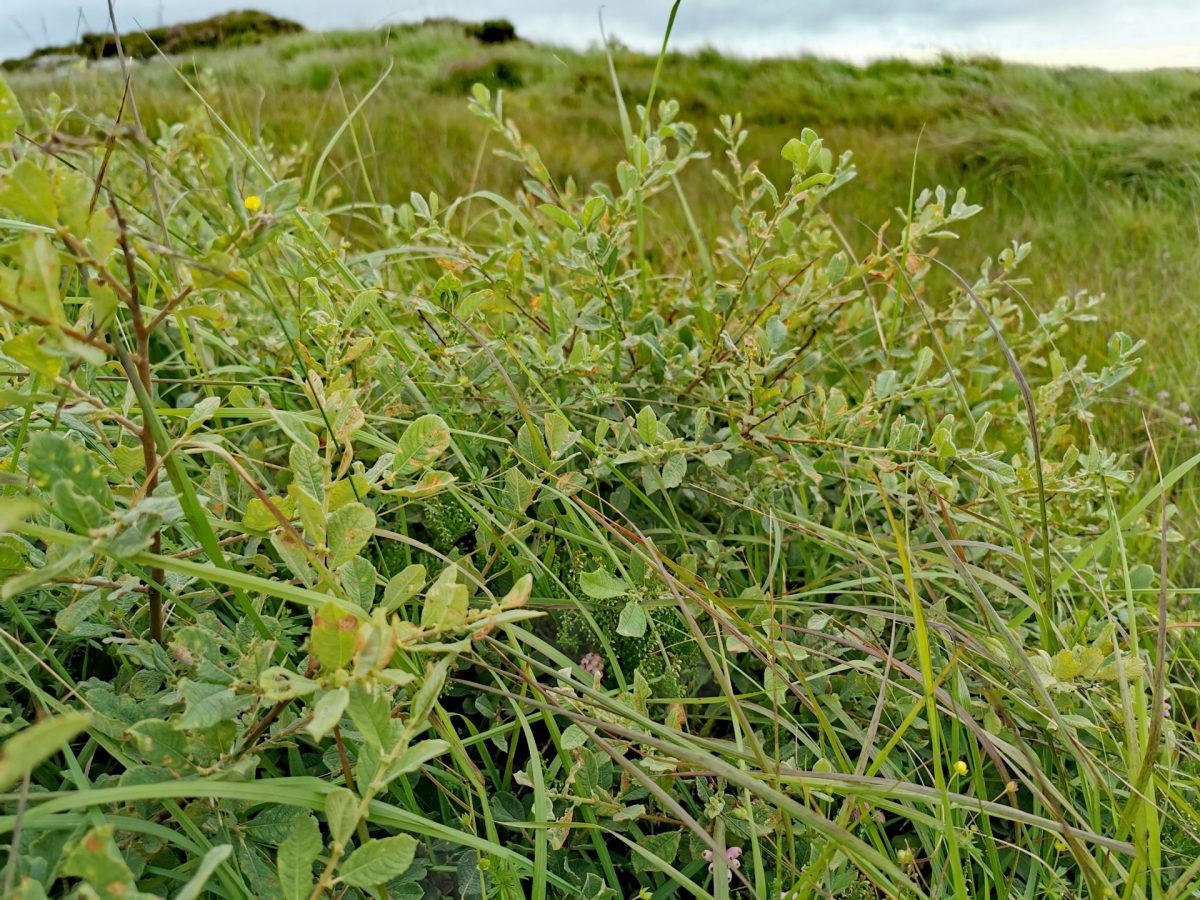 Salix aurita