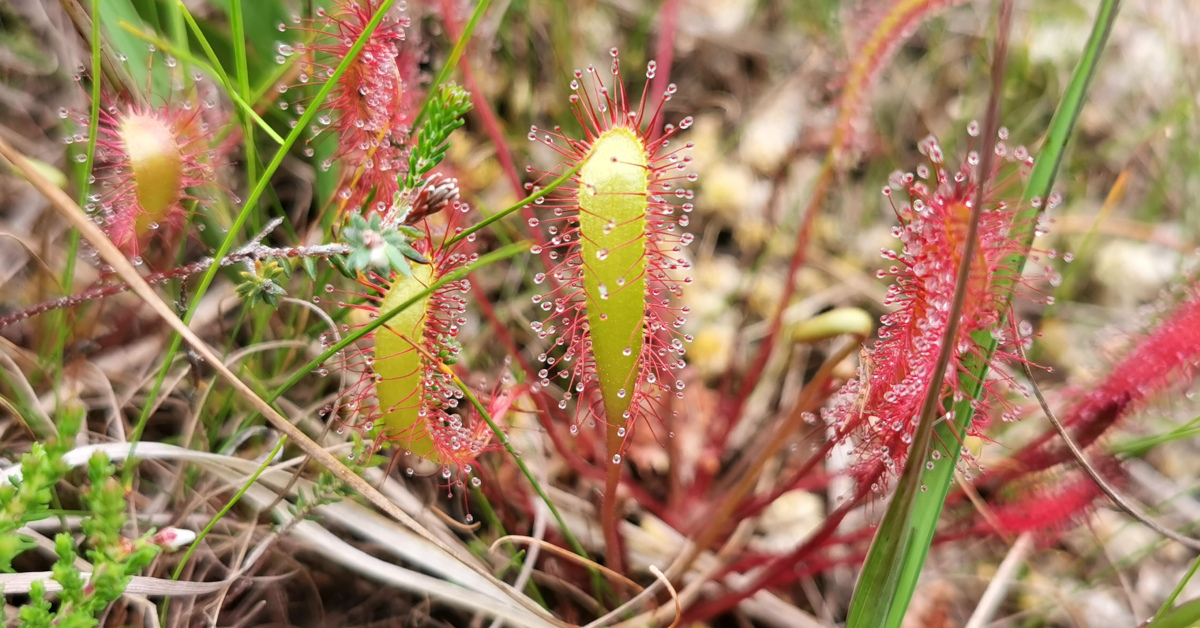 Drosera longifolia