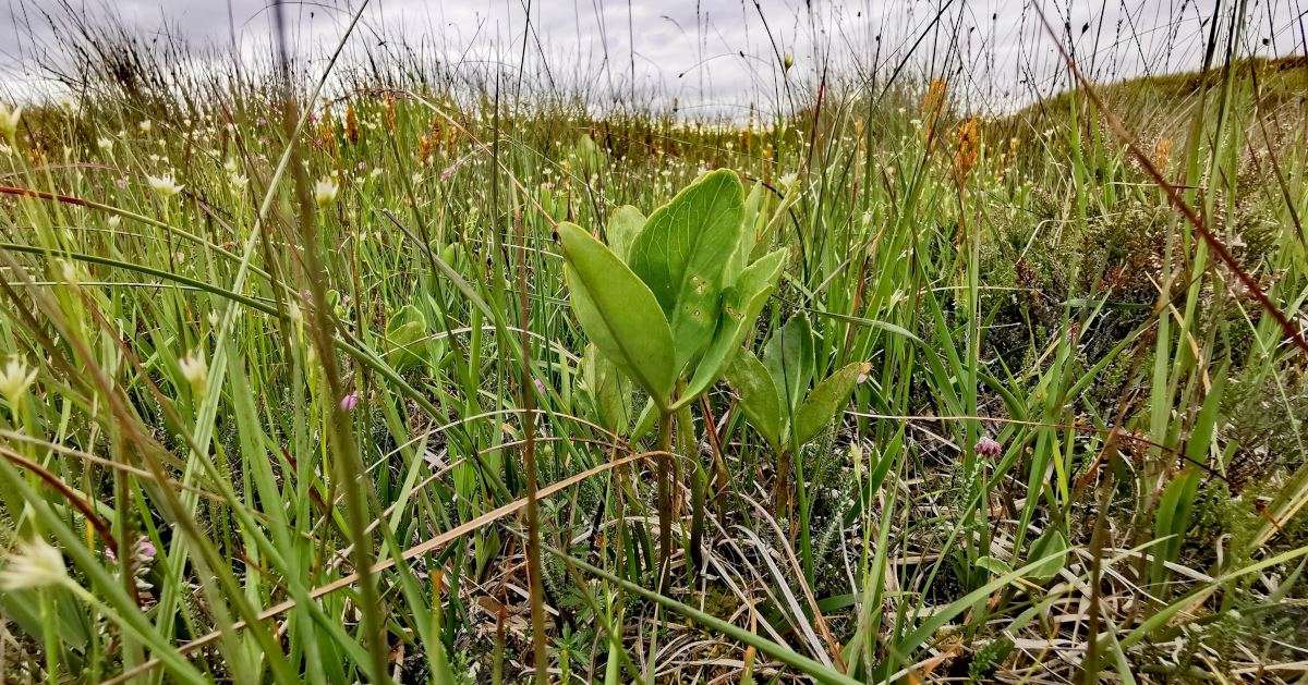 Menyanthes trifoliata