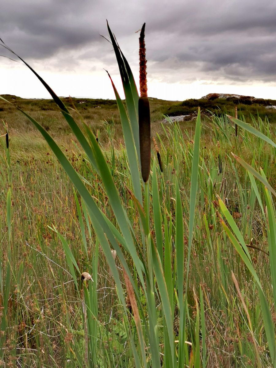 Typha latifolia