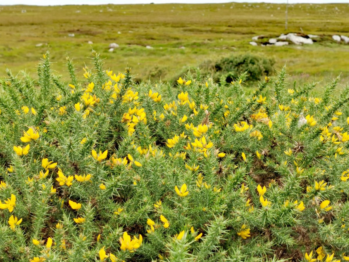 Ulex gallii