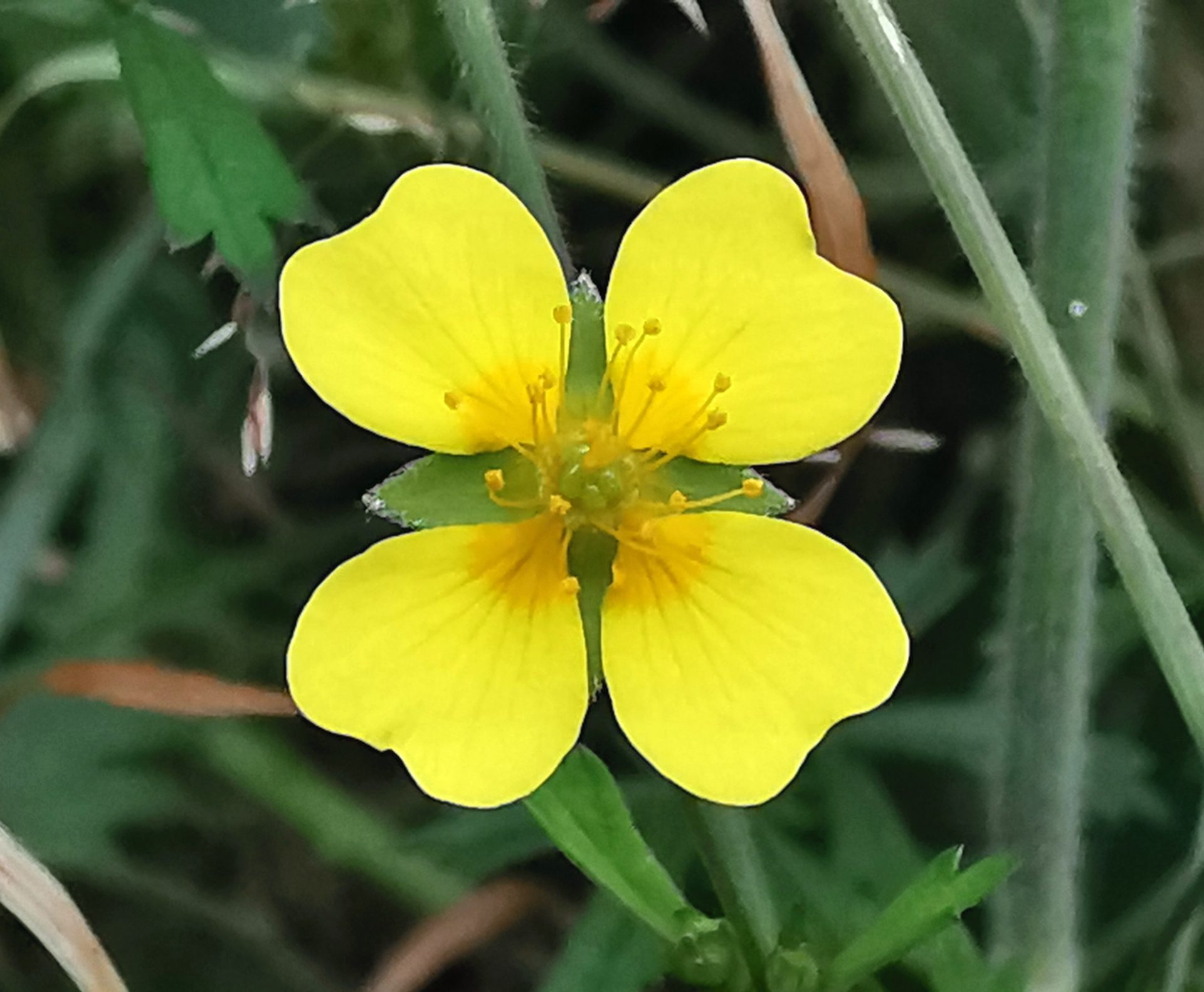 Potentilla erecta