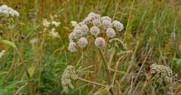  An Gallfheabhrán Angelica sylvestris