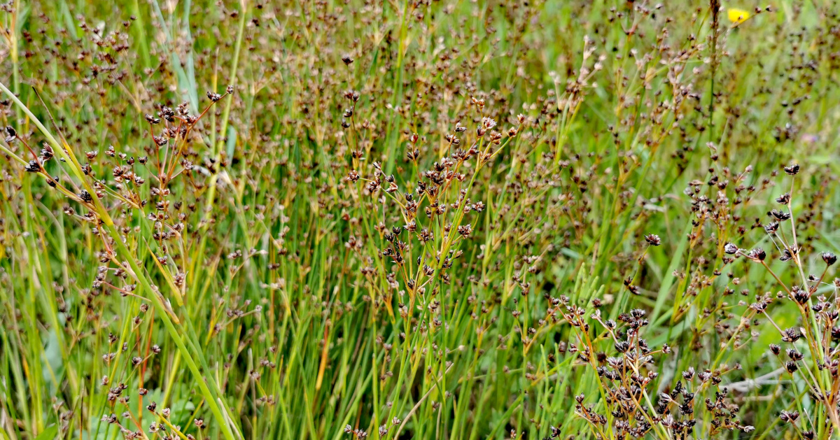 Juncus articulatus