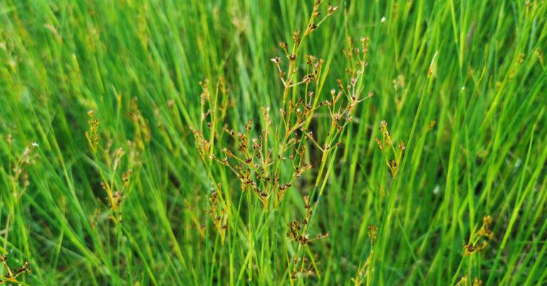  Lachán na nDamh Juncus articulatus