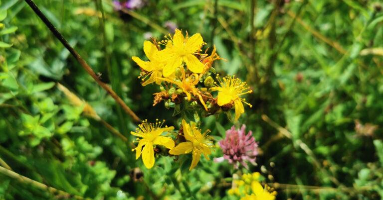  An Beathnua Gan Smál Hypericum maculatum