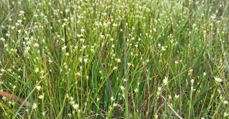  An Ghobsheisc Rhynchospora alba