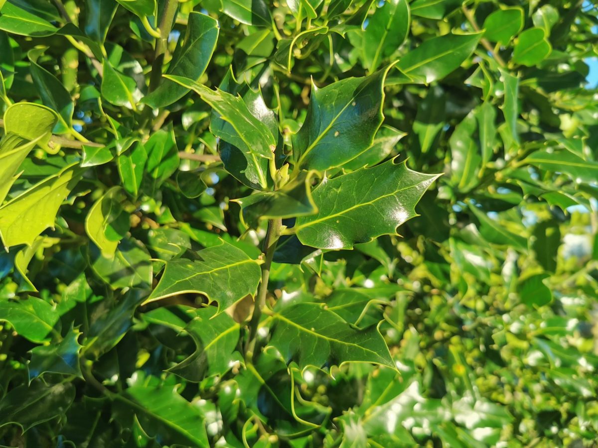 Ilex Aquilfolium