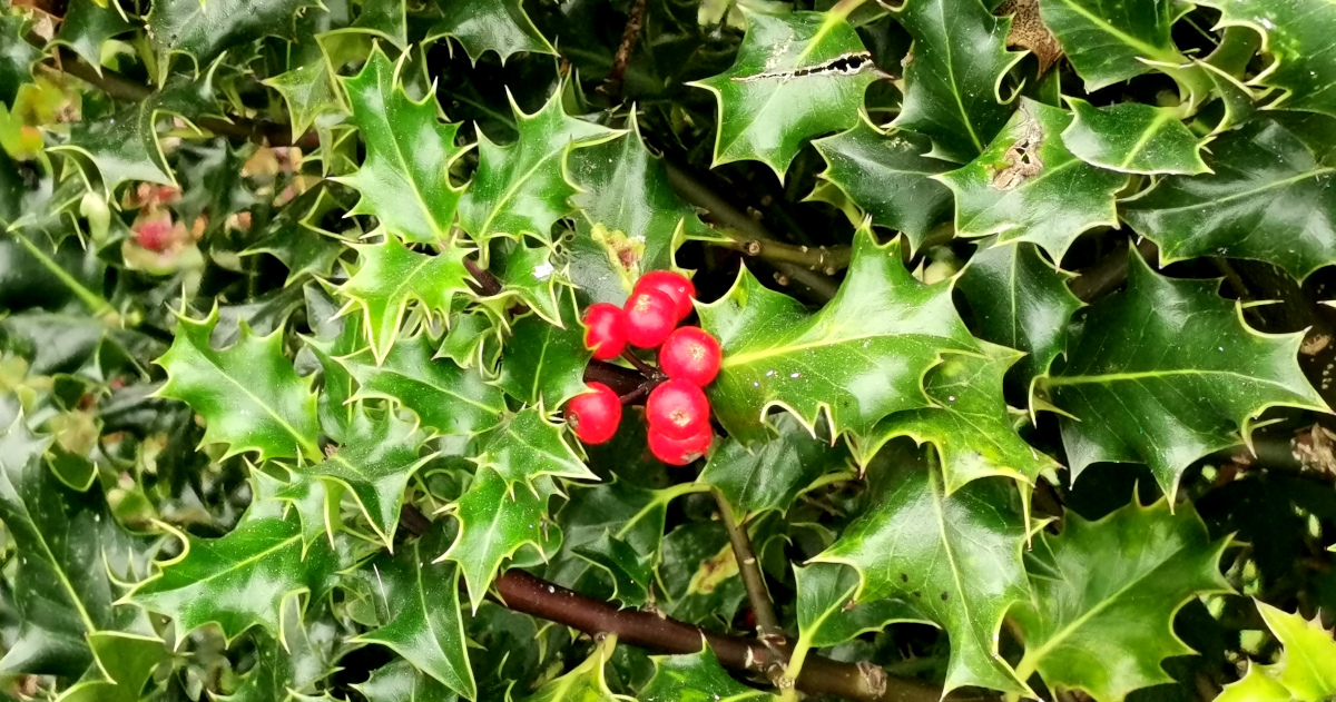 You are currently viewing  An Cuileann <br><span style='font-size:16px;'>Ilex aquifolium</span>