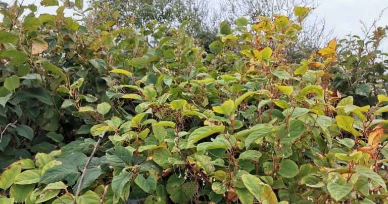  An Ghlúineach Bhiorach Reynoutria japonica