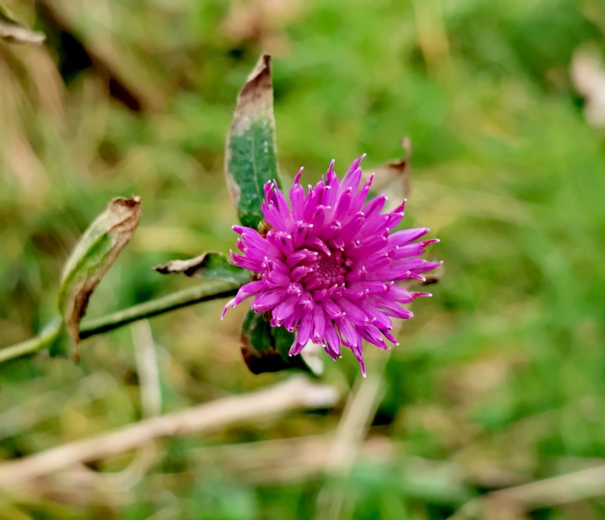 Centaurea nigra