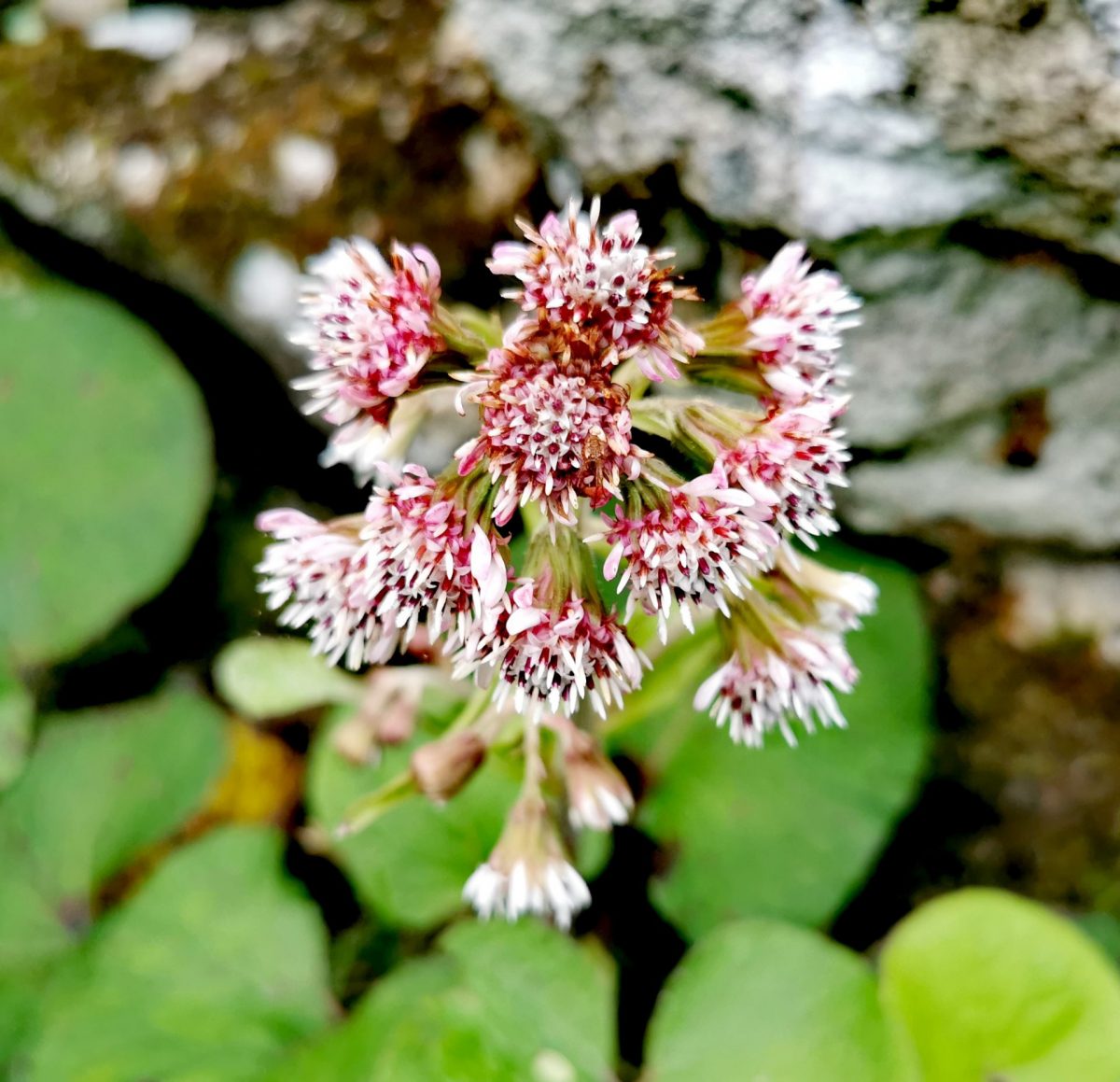 Petasites pyrenaicus