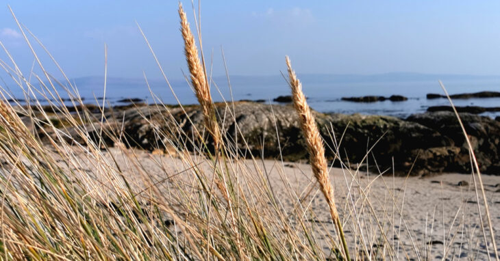  An Mhuiríneach Ammophila arenaria